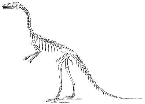 Compsognathus Dinosaur - WriteWork