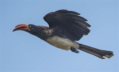 Crowned Hornbill | Flying Bird Image | Ornithology