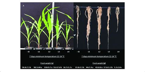 | (A) Shoot and (B) root development and biomass of maize plants... | Download Scientific Diagram