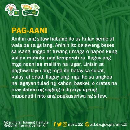 A quick guide to producing sitaw – Agriculture Monthly