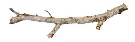 Tree branch png hd transparent png