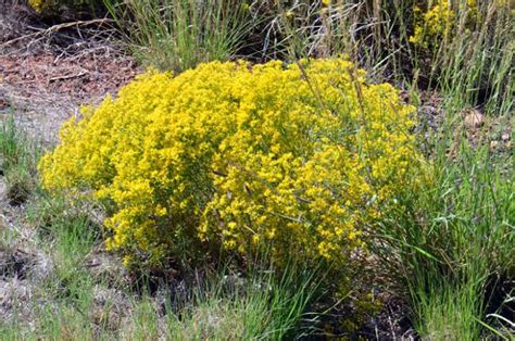 8 Medicinal Health Benefits Of Gutierrezia microcephala (Threadleaf Snakeweed) - Agric4Profits