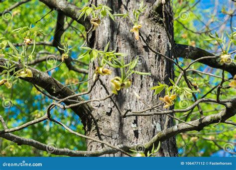 Hickory Tree Flower Blossoms in Springtime. Stock Photo - Image of tree, shagbark: 106477112