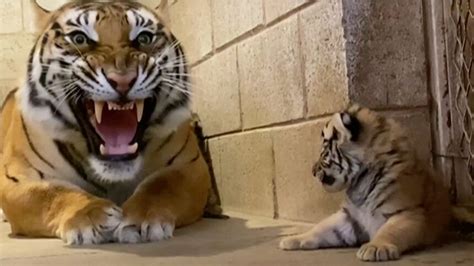 Must-See Video: Tiger cubs born - KYMA