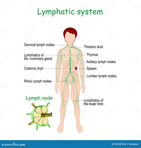 Lymphatic System Organs