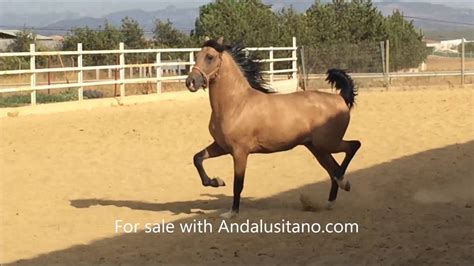 21 Facts About The Buckskin Horse (With Photos) 2022, 43% OFF