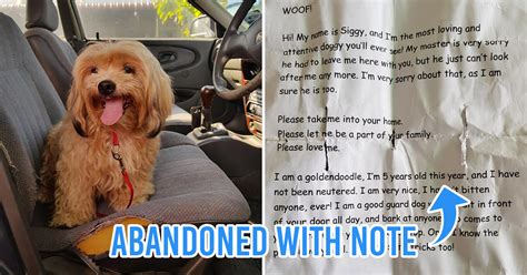 Ipoh Man Rescues Abandoned Dog During MCO, Urges Owners Not To Ditch ...