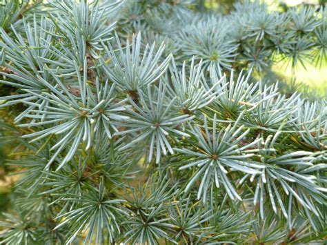 Identifying Spruce Trees