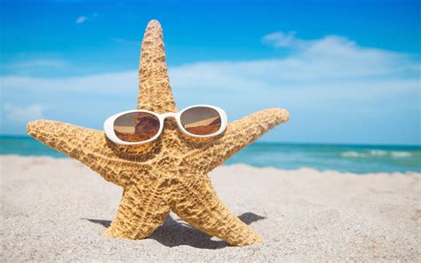 Funny Starfish Wallpaper 46366 1600x1000px