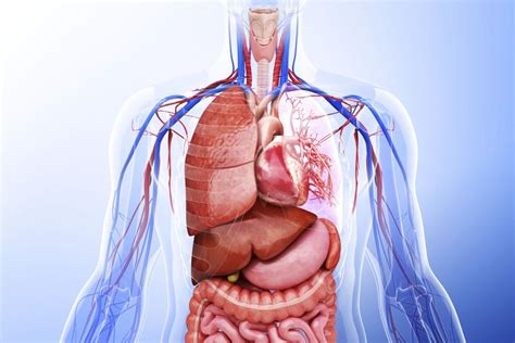 Learn About the Organ Systems in the Human Body