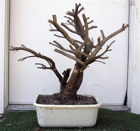 Heart of Texas Bonsai: Ilex cornuta #2 - stick out your can, here comes ...