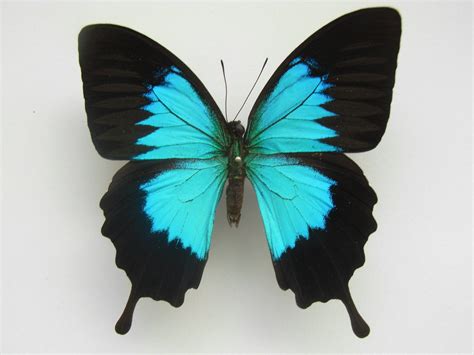 File:Papilio ulysses ambiguus Rothschild, 1895.JPG - Wikipedia