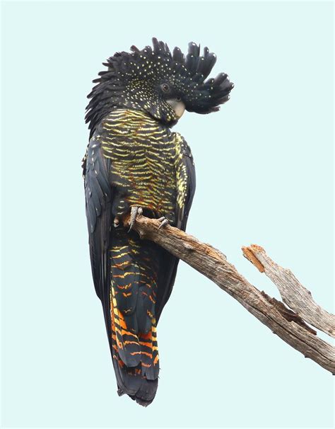 Red-tailed Black Cockatoo, female | Beautiful birds, Australian native birds, Pet birds