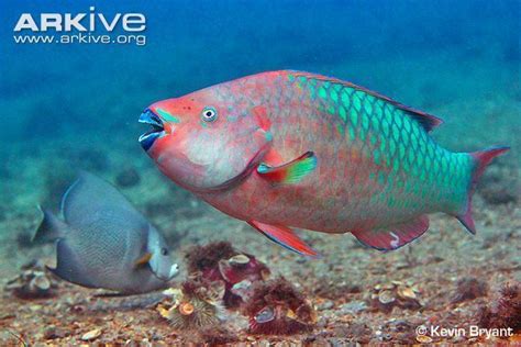 Rainbow parrotfish - Alchetron, The Free Social Encyclopedia