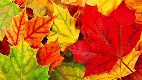 Autumn Leaves Hd Wallpapers - Wallpaper Cave