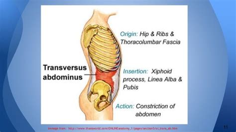 Transverse Abdominis Activation and its Role in Preventing Lower Back…