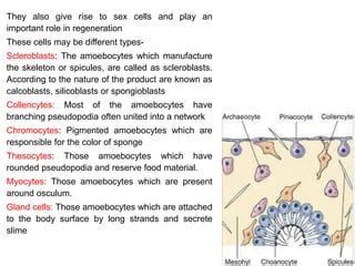 Porifera phylum | PPT