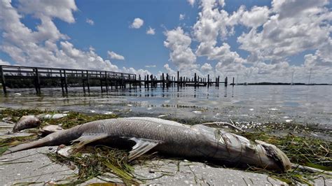 Red Tide Has Killed at Least 791 Tons of Fish in Florida