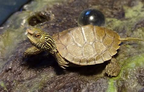 5 Cute Pet Turtles That Stay Small Forever (Smallest Turtle Species) - AquaticPals