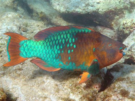 Rainbow Parrotfish - Scarus guacamaia - Grand Cayman - Photo 9 ...