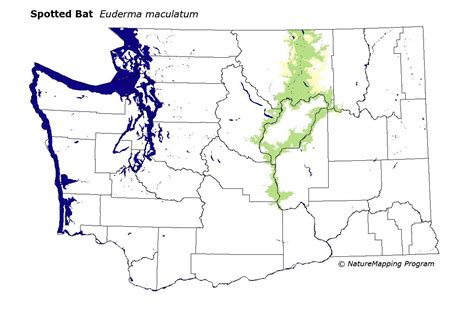 Distribution Map - Spotted Bat (Euderma maculatum)