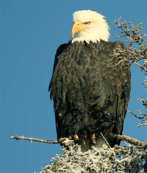 Bald Eagle: Symbol of America’s Strength and Freedom – Alaska ...