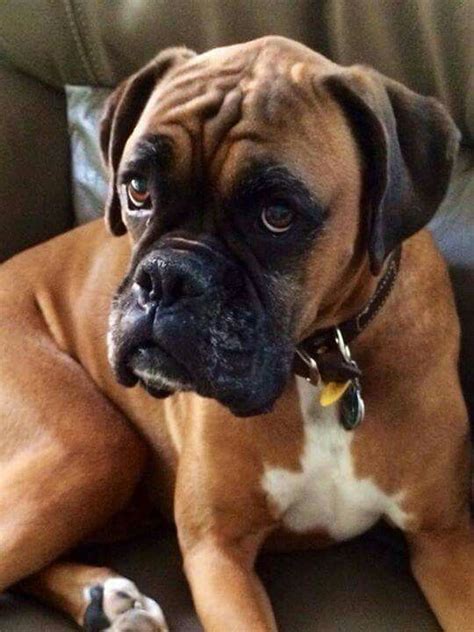 Fawn boxer #boxer #boxerdog #boxerlove #dogmom | Boxer puppies, Boxer dogs, Boxer (dog)