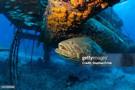 123 Goliath Grouper Stock Photos, High-Res Pictures, and Images - Getty ...