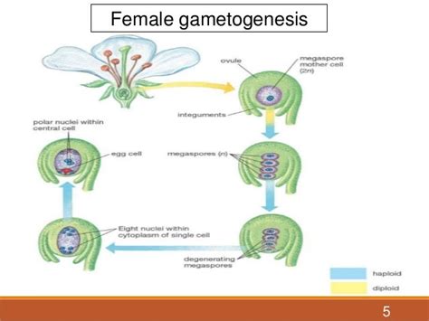 unreduced gamete formation and its role in plant breeding