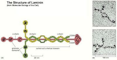 Blessed to be a Blessing!: What is Laminin?