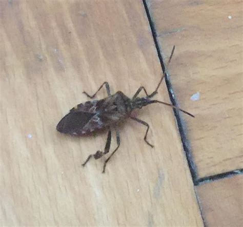 Western conifer seed bug - PEST CONTROL CANADA