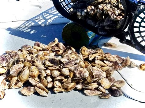 Apalachee Bay Oysters- Big Bend on the Road - Coastal Angler & The ...