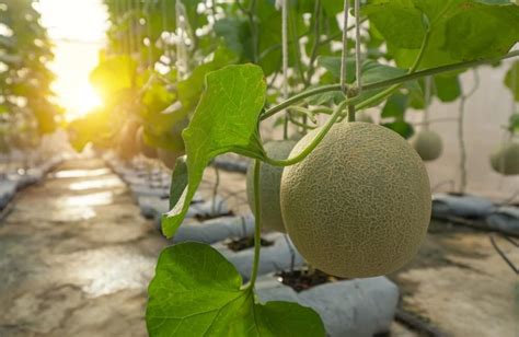 20 Hanging Melon Seeds for Planting - Delicious Melons, Easy to Grow - Made in USA - Walmart.com