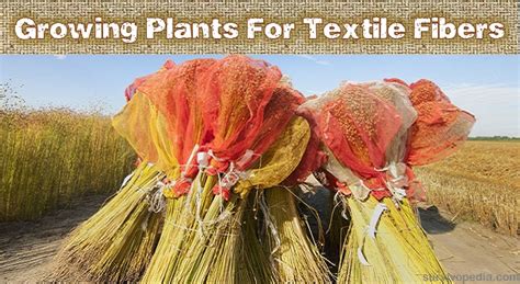 Growing Plants For Textile Fibers | Survival