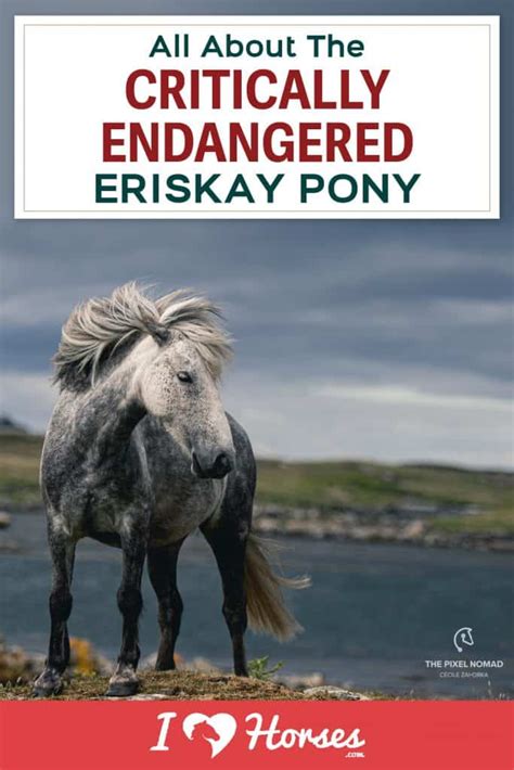 The Critically Endangered Eriskay Pony Could Disappear Without Careful Conservation