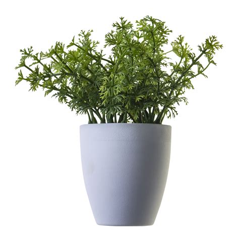 Plant PNG Image - PurePNG | Free transparent CC0 PNG Image Library