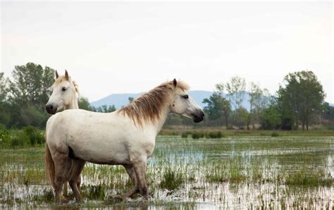 5 Ways to Make Sure Your Horse Drinks Enough Water