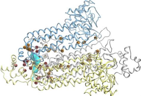 Clustering of human fumarase missense mutations observed in FHD, MCUL1 ...