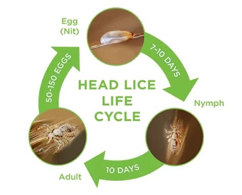 Head Lice Facts & FAQs | Fresh Heads Lice Removal