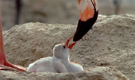 How do baby flamingos become pink? – The Kid Should See This