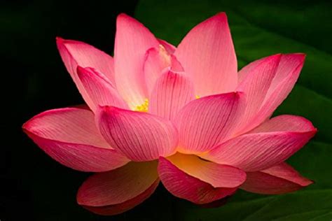 INDIAN LOTUS PINK FLOWER - Nelumbo nucifera - Kamal/Sacred Water lily - 10 Seeds, Exotic Variety ...