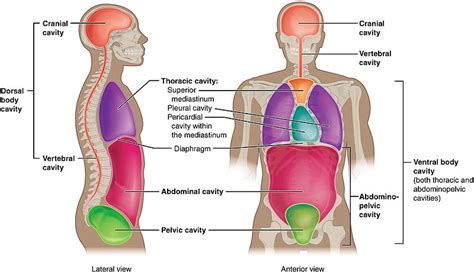 What is the Difference Between Dorsal and Ventral - Pediaa.Com