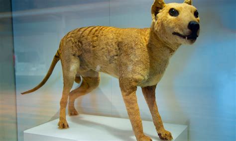 8 Extinct Australian Animals - WikiPoint - Wiki Point