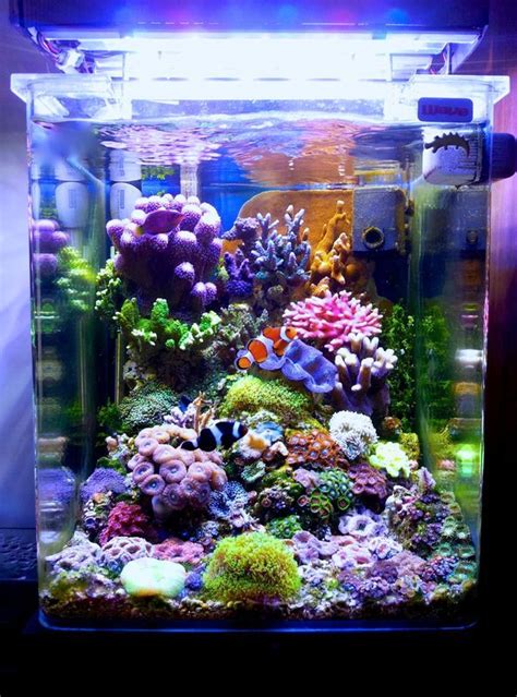 Watch Live Fish Tank Online