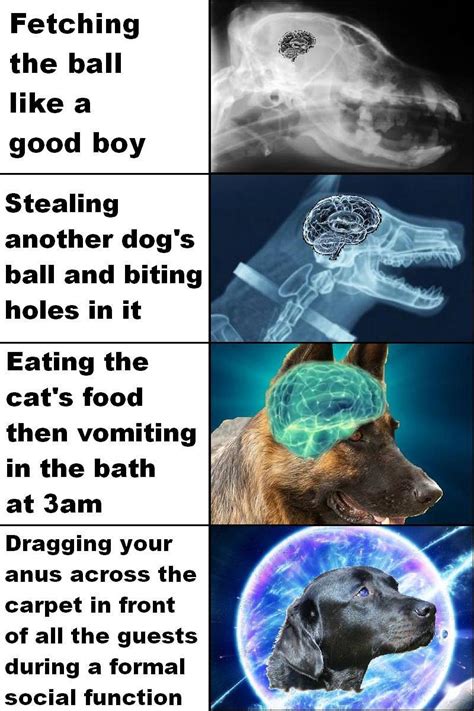 Expanding Dog Brain | Dogs | Know Your Meme