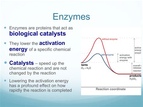 Enzymes Activation Energy Cartoon