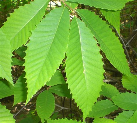 Tom's Trees: American Chestnut (Castanea denata)