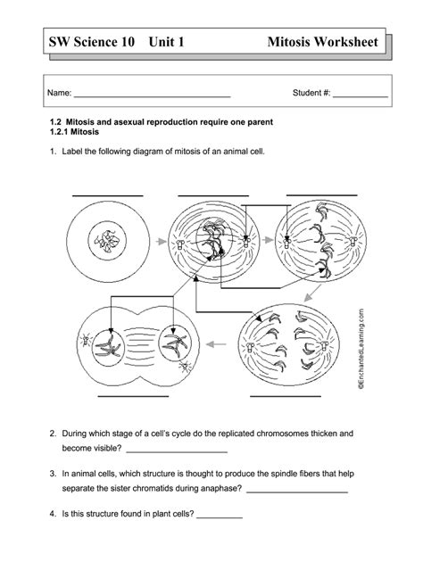 Cell Cycle Worksheet Answer Key