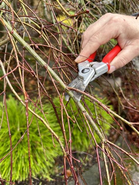 Pruning Your Laceleaf Japanese Maple — Sunnyside Nursery