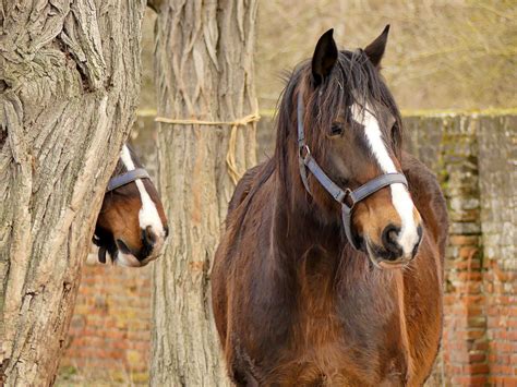 Shire Horse vs Clydesdale Horse Breeds - Smarter Horse